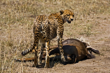 A Cheetah on a young wildebeest kill in the Maasai Mara Kenya. 