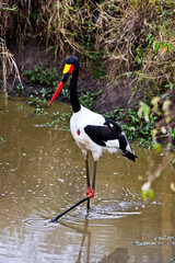 A Saddle-backed Stork standing in still water in the Maasai Mara. 