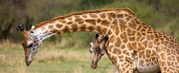 Masai Giraffe (Giraffa camelopardalis tippelskirchi) pair, Masai Mara National Reserve, Kenya © Darrell Gulin/Danita Delimont