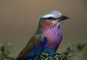 Africa, Kenya, Masai Mara. Lilac-breasted Roller (Coracias caudata) portrait