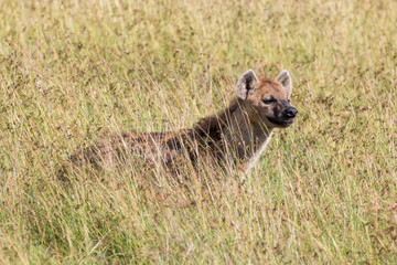 Obraz na płótnie Canvas Africa, Kenya, Masai Mara National Reserve. The spotted hyena, the laughing hyena, is a species classed as Crocuta Crocuta.