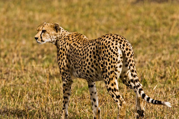 A Cheetah in the brush at the Maasai Mara Kenya. 