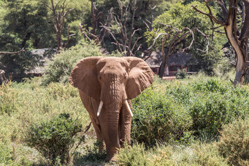 Fototapeta na wymiar Africa, Kenya, Samburu, Ewaso Ng'iro River, African elephant (Loxodonta Africana).