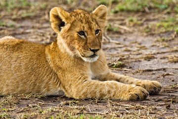 A little older lion cub laying in the bush in the Maasai Mara Kenya. 