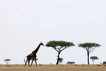 Naklejka na ściany i meble Masai Giraffe (Giraffa camelopardalis), Masai Mara, Kenya