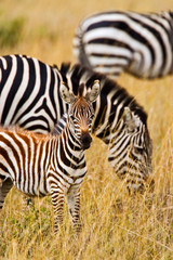 A zebra with a juvenile zebra strolling on the Maasai Mara. 