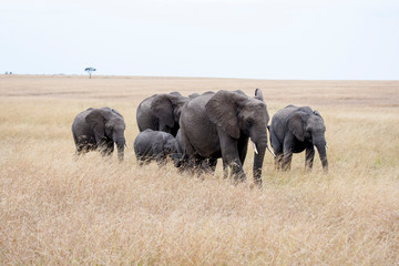Africa, Kenya, Maasai Mara, Elephants walking