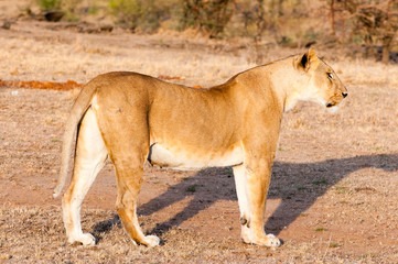 Female lion (Panthera leo), Maasai Mara National Reserve, Kenya.