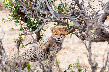 Cheetah, (Acinonyx jubatus), Maasai Mara National Reserve, Kenya.