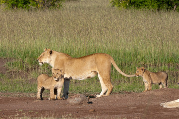 Lion (Panthera leo), Masai Mara, Kenya