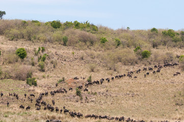 Fototapeta na wymiar Wildebeest (Connochaetes taurinus), Masai Mara, Kenya.