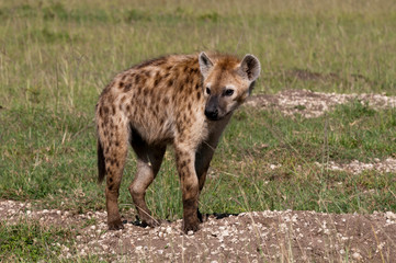 Spotted Hyena (Crocuta Crocuta), Masai Mara, Kenya