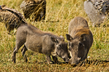 A Warthog standing in the brush in the Maasai Mara Kenya. 