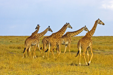 Maasai Giraffes roaming across the Maasai Mara Kenya. 