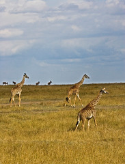 Naklejka na ściany i meble Maasai Giraffes roaming across the Maasai Mara Kenya. 