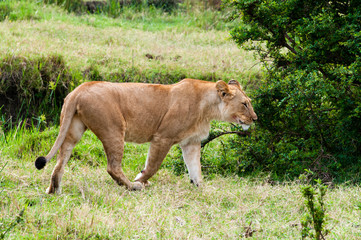Female lion (Panthera leo), Maasai Mara National Reserve, Kenya.