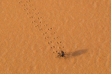 Morocco, Sahara. Dung beetle, (Scarabaeus sacer) walks across sand leaving tracks.