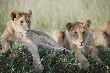 Naklejka na ściany i meble Kenya, Masai Mara, Lion Cubs sitting