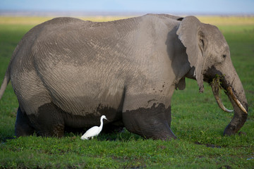 Fototapeta na wymiar Elephant near Mt Kilimanjaro, Amboseli National Park, Kenya