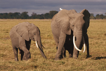 African Elephant family (Loxodonta Africana), African Bush Elephant, Amboseli National Park, Kenya