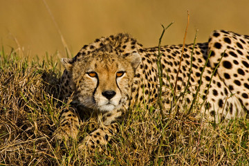 A Cheetah in the brush at the Maasai Mara Kenya. 