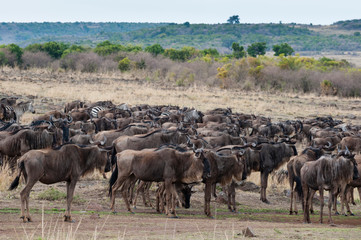 Naklejka na ściany i meble Wildebeest (Connochaetes taurinus) approaching the river Mara, Masai Mara, Kenya.