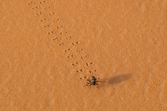 Morocco, Sahara. Dung beetle, (Scarabaeus sacer) walks across sand leaving tracks.