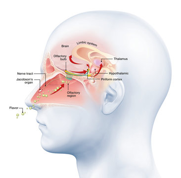 Olfactory Sense, Medically 3D Illustration