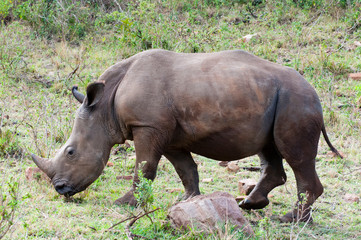 Fototapeta premium White rhinoceros (rhino), Ceratotherium simum, Maasai Mara National Reserve, Kenya.
