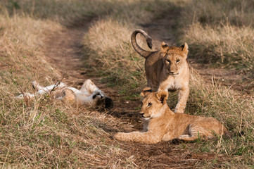 Naklejka na ściany i meble Lion (Panthera leo), Masai Mara, Kenya.