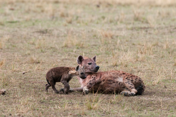 Spotted Hyaena (Crocuta Crocuta), Masai Mara, Kenya.