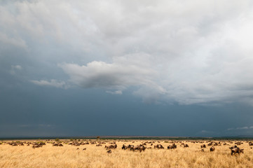 Wildebeest (Connochaetes taurinus), Masai Mara, Kenya.