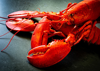 A pair of freshly cooked Atlantic lobster.