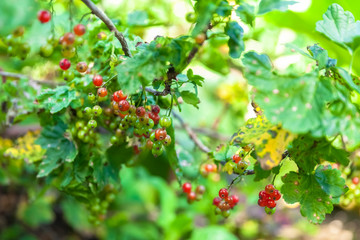 red currant