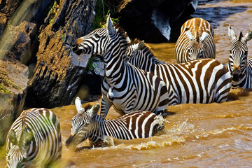 Fototapeta na wymiar Crossing of the Mara River by Zebras migrating in the Maasai Mara Kenya. 