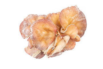 One Fresh Ear mushroom isolated on white background.