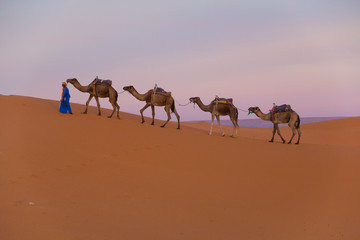 Fototapeta na wymiar Africa, Morocco, Tafilalet, Erfoud, Merzouga, Erg Chebbi, Dromedary (Camelus dromedarius) camels and caravan being led through desert by Tuareg men, on the Erg Chebbi Dunes (up to 400 feet in height).