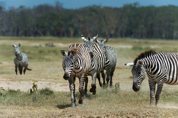 Fototapeta na wymiar Plains zebra (Equus quagga), Lake Nakuru National Park, Kenya.