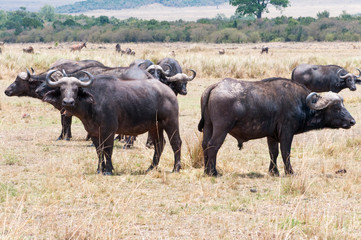 Fototapeta na wymiar African buffalo (Syncerus caffer), Maasai Mara National Reserve, Kenya.