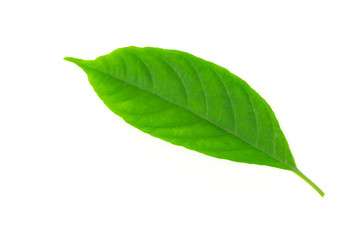 Obraz premium One Fresh green leaf isolated on white background.