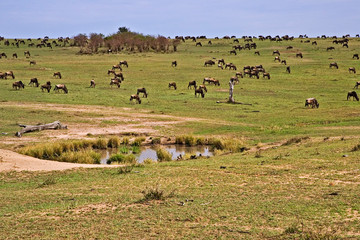 Fototapeta na wymiar Crossing of the Mara River by Wildebeest, migrating in the Maasai Mara Kenya. 