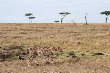 Cheetah (Acinonyx jubatus), Masai Mara, Kenya.