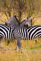 Two zebras on the Maasai Mara. 