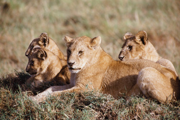 Kenya, Masai Mara, Lion Cubs