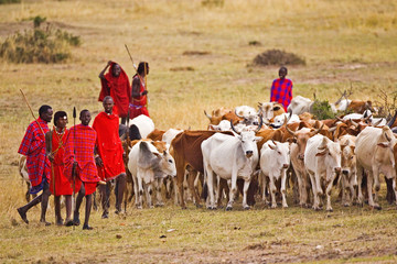 The Maasai people are driving their cattle in the Maasai Mara Kenya. 