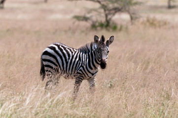 Common Zebra (Equus quagga), Samburu, Kenya