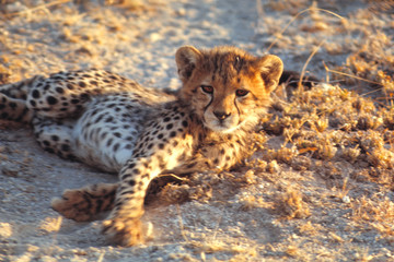Africa, Kenya, Amboseli NP. A cheetah cub stares sleepily at the camera in Amboseli NP, Kenya.