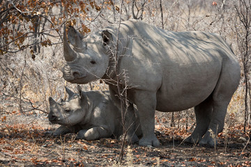 Namibia, Etosha National Park. Mother rhinoceros and baby in shade.