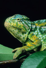 Jewel Chameleon, (Furcifer lateralis), Central Madagascar.