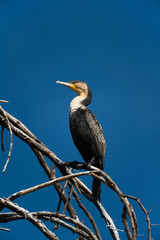 Great cormorant (Phalacrocorax carbo), Lake Naivasha, Kenya.